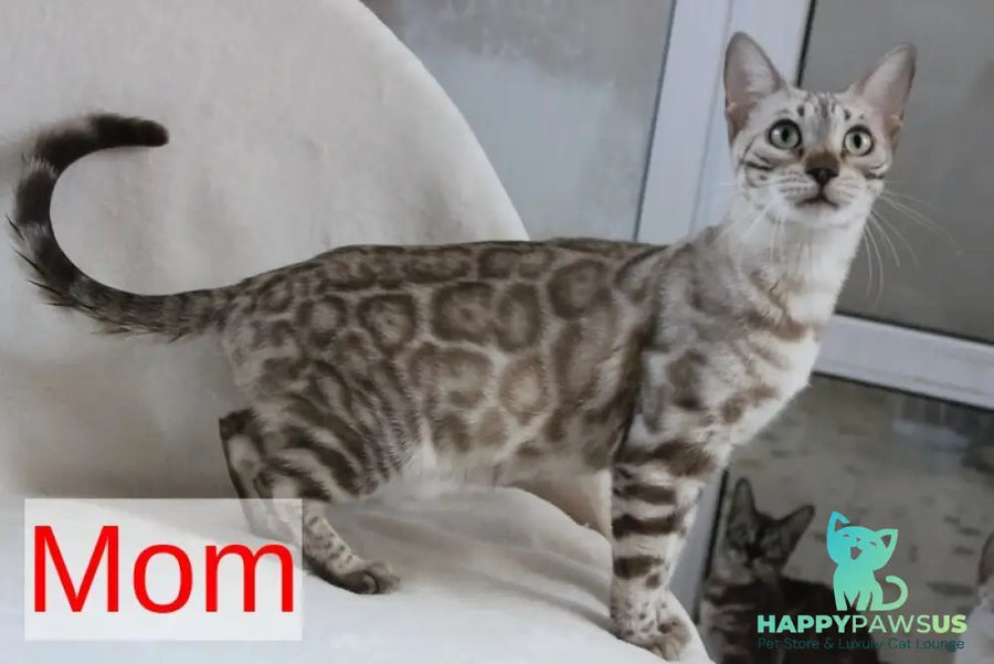 Tango Bengal male black spotted tabby - live animals