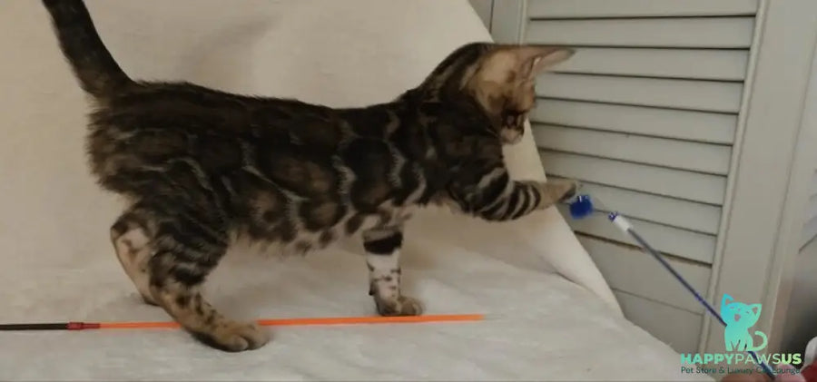 Тango Bengal male black spotted tabby - live animals