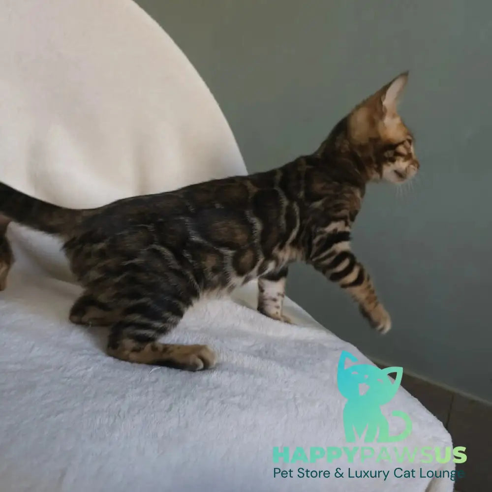Тango Bengal male black spotted tabby - live animals
