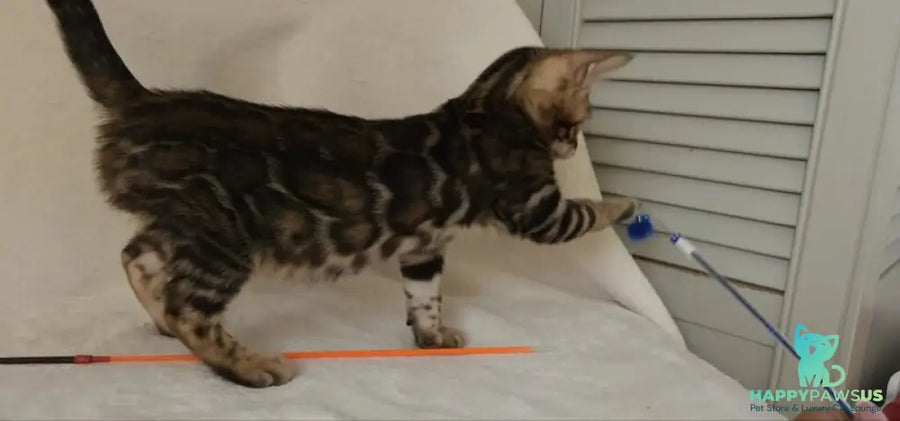 Tango Bengal male black spotted tabby - live animals