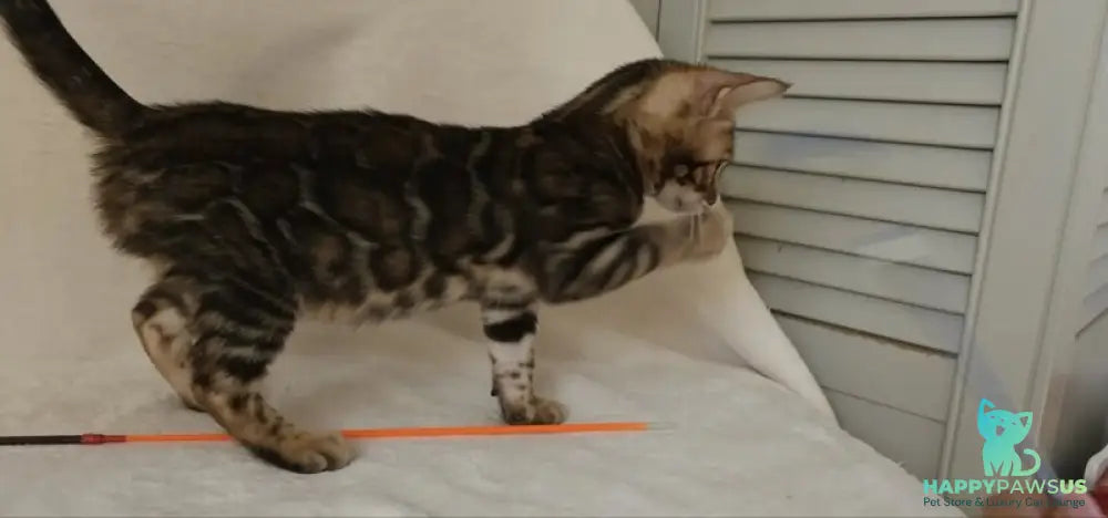 Тango Bengal male black spotted tabby - live animals