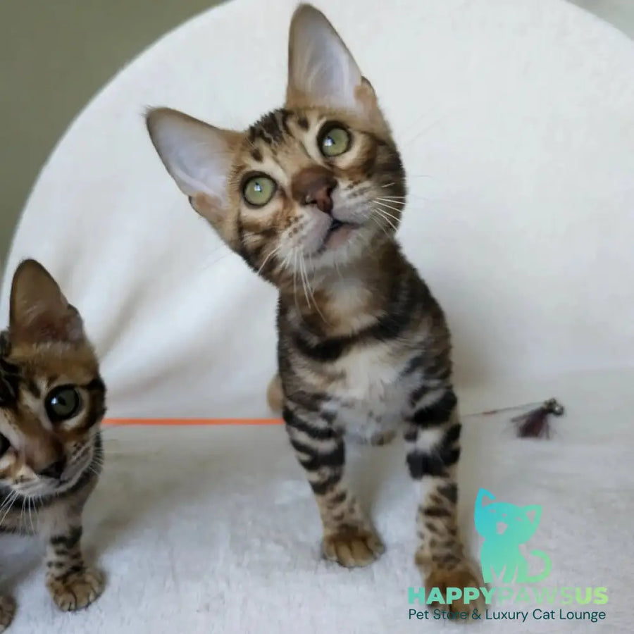 Tango Bengal male black spotted tabby - live animals