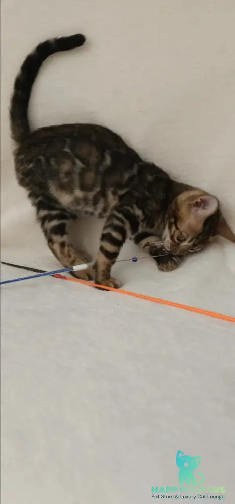 Tango Bengal male black spotted tabby - live animals