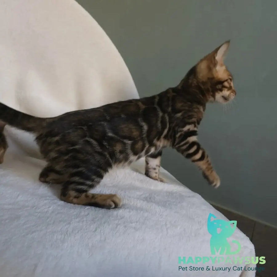 Tango Bengal male black spotted tabby - live animals