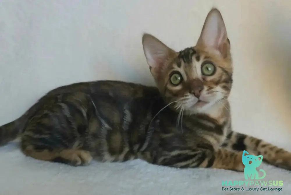 Tango Bengal male black spotted tabby - live animals
