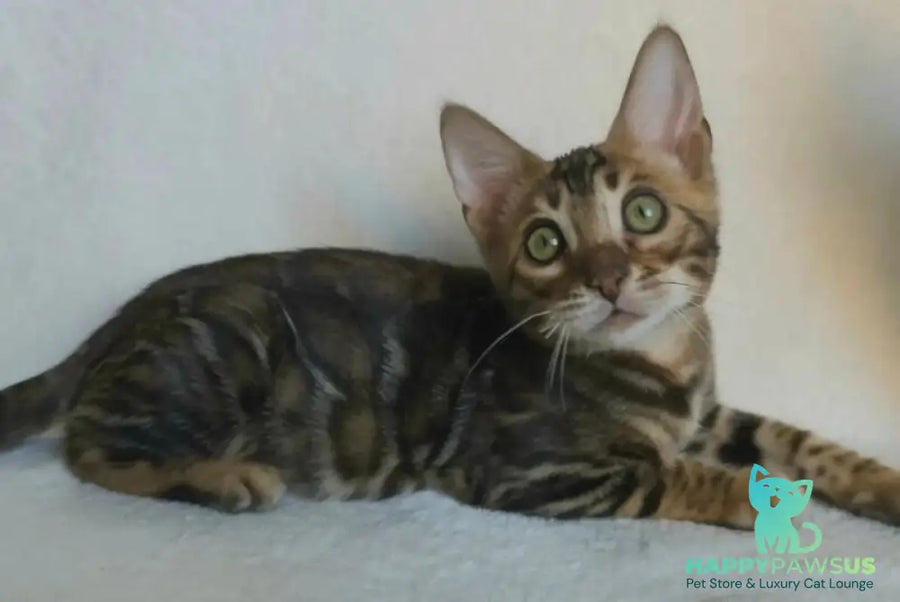 Tango Bengal male black spotted tabby - live animals