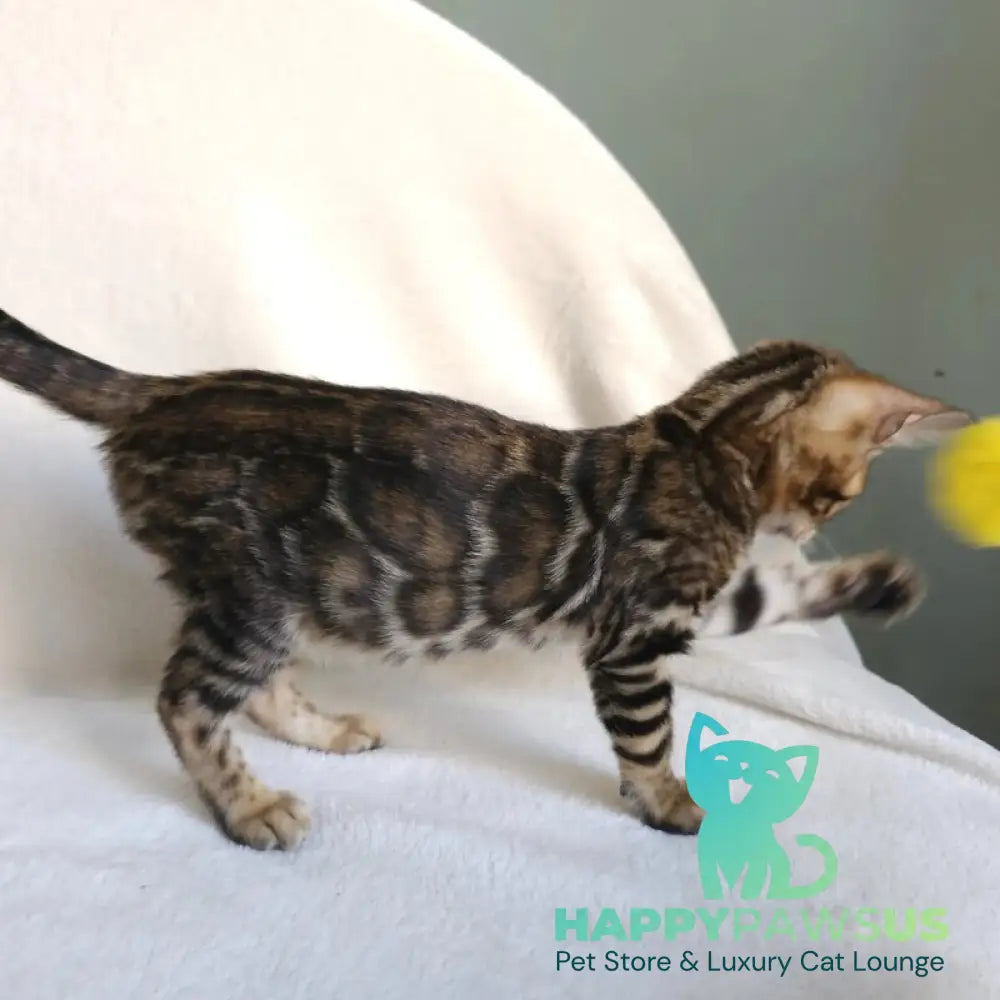 Тango Bengal male black spotted tabby - live animals
