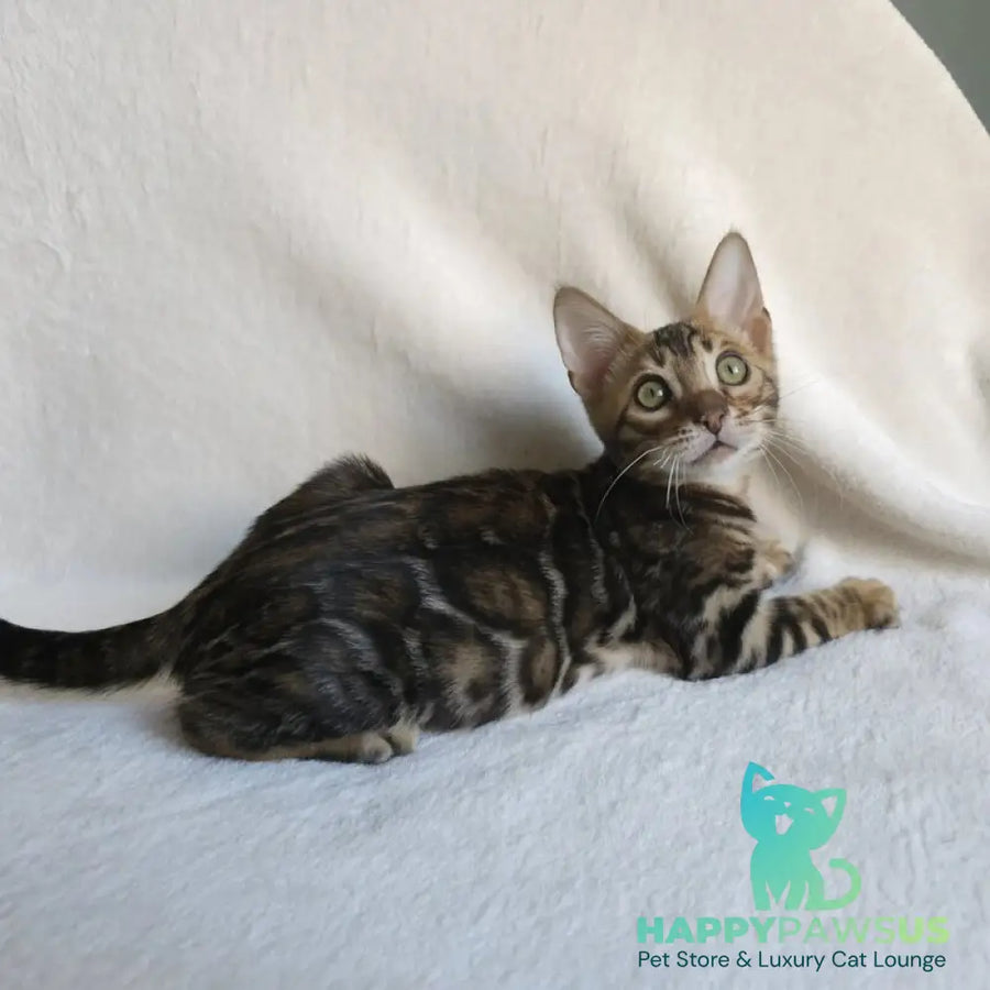 Tango Bengal male black spotted tabby - live animals