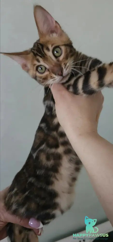 Tango Bengal male black spotted tabby - live animals