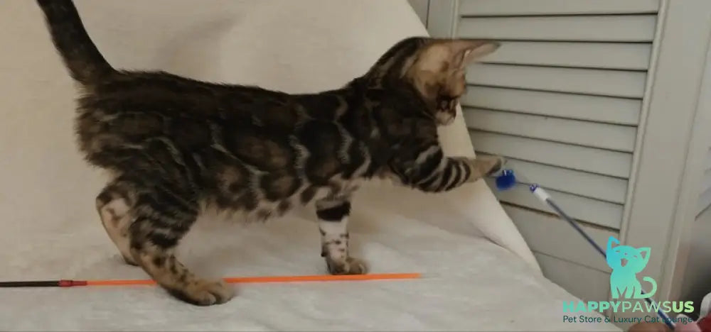 Тango Bengal male black spotted tabby - live animals