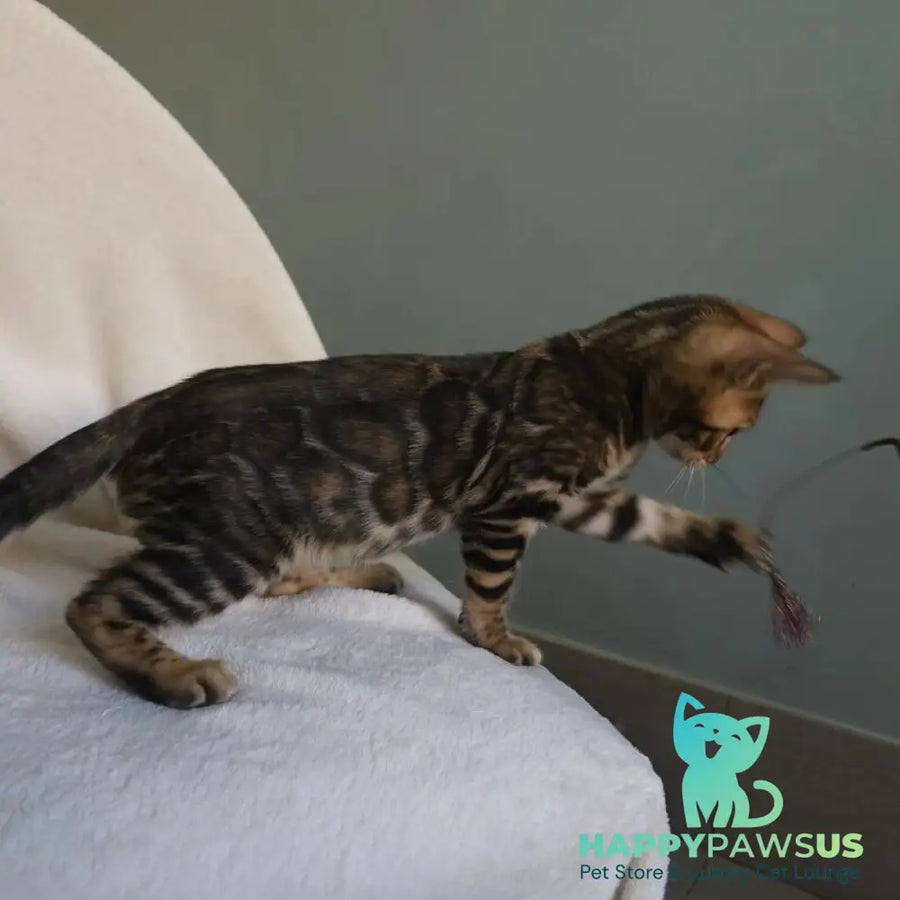 Tango Bengal male black spotted tabby - live animals