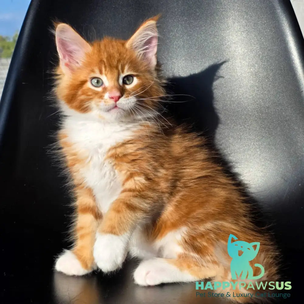 Tango Maine Coon male red bicolour - live animals