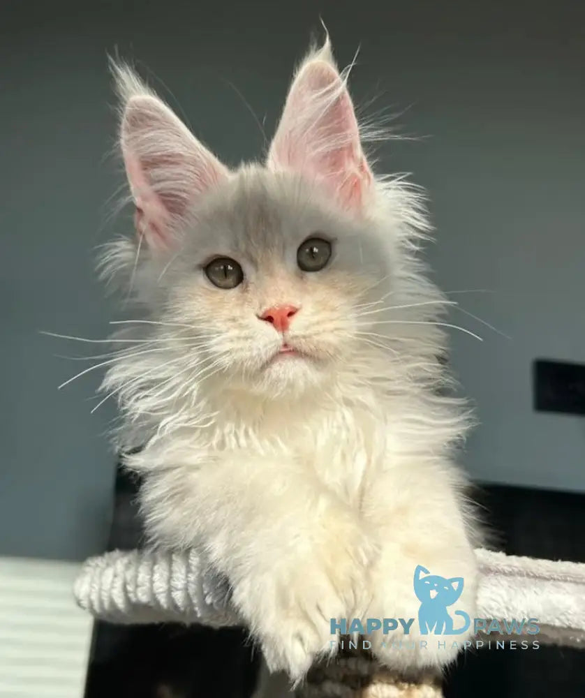 Tanos Maine Coon polydactyl male red silver live animals