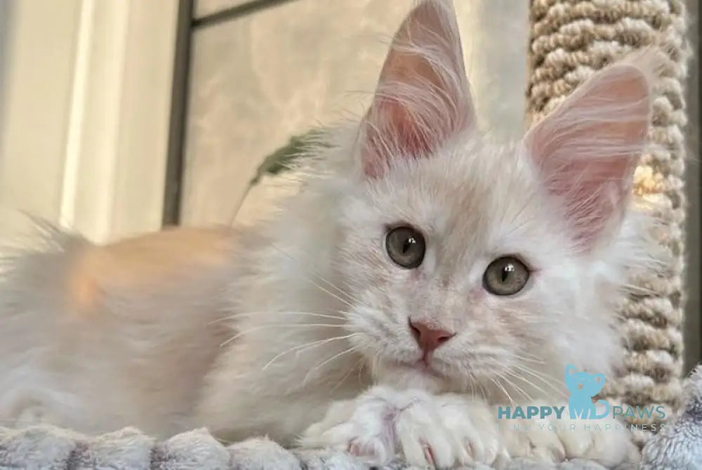 Tanos Maine Coon polydactyl male red silver live animals