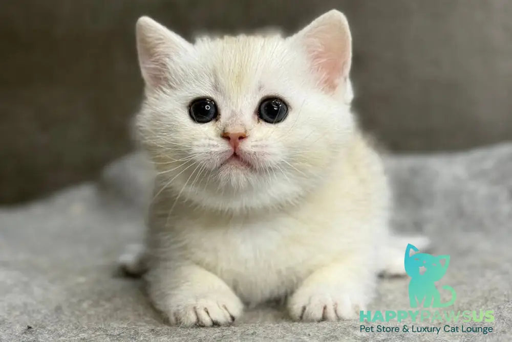 Tanya British Shorthair female black silver ticked tabby - live animals