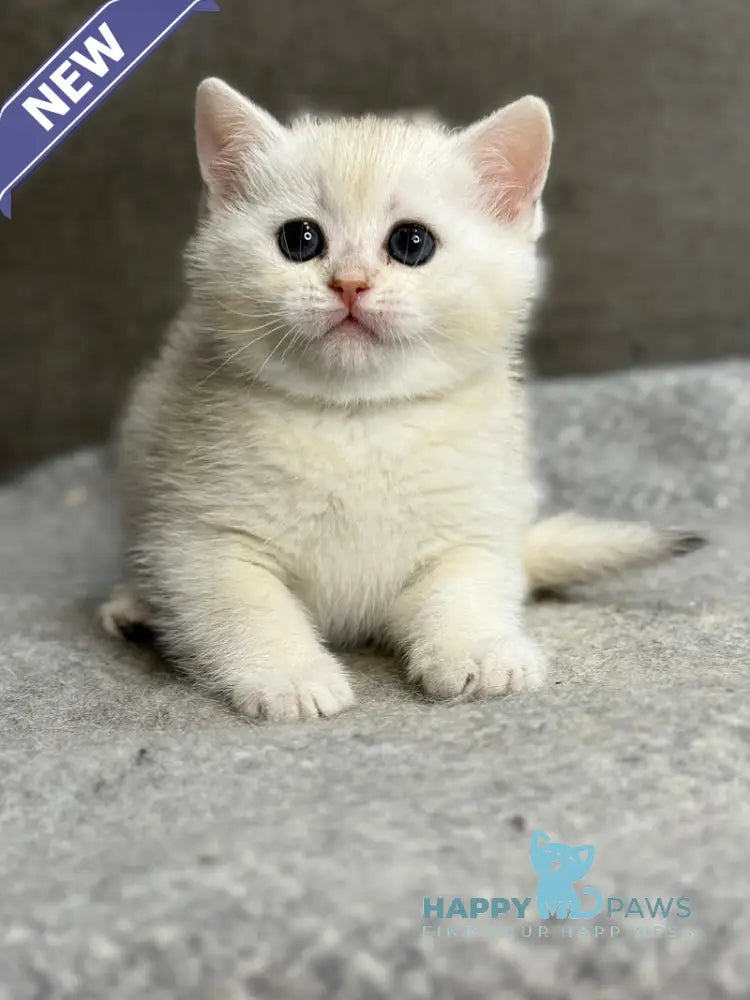 Tanya British Shorthair female black silver ticked tabby - live animals