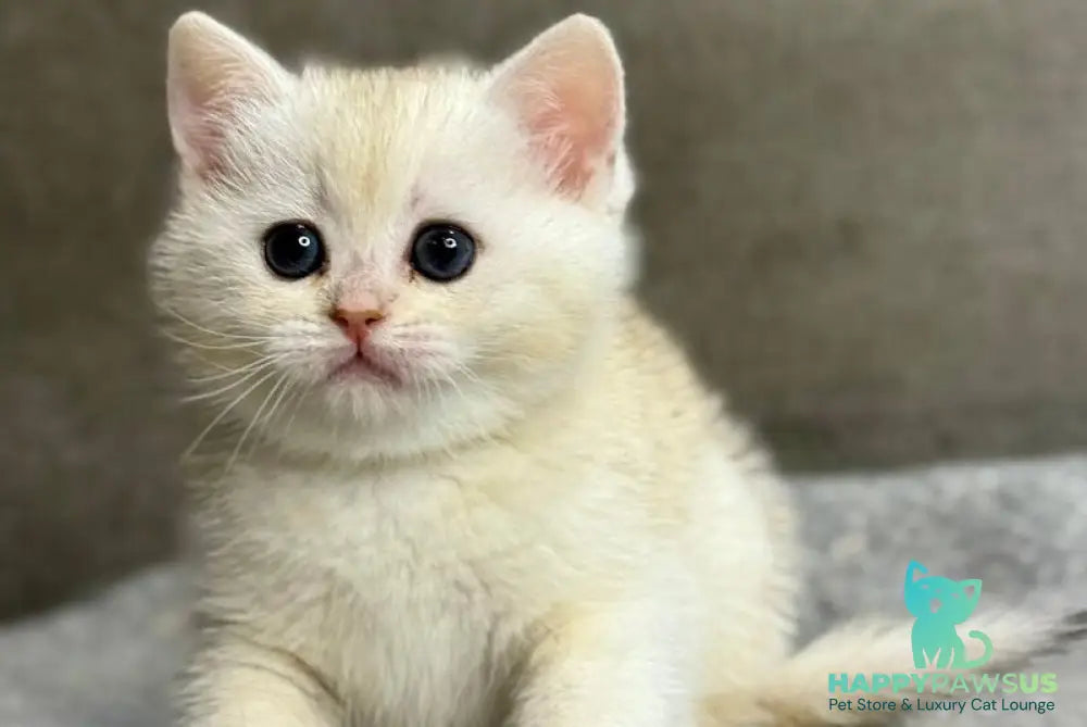 Tanya British Shorthair female black silver ticked tabby - live animals