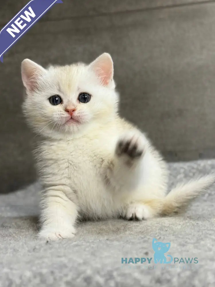 Tanya British Shorthair female black silver ticked tabby - live animals