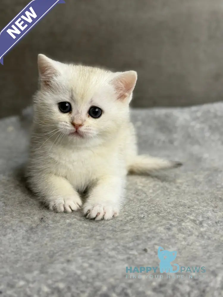 Tanya British Shorthair female black silver ticked tabby - live animals