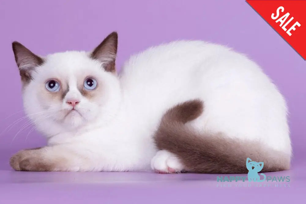 Taras British Shorthair male black bicolour live animals