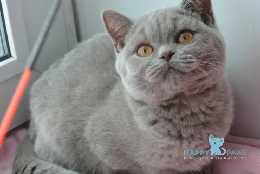 Taras British Shorthair male lilac live animals