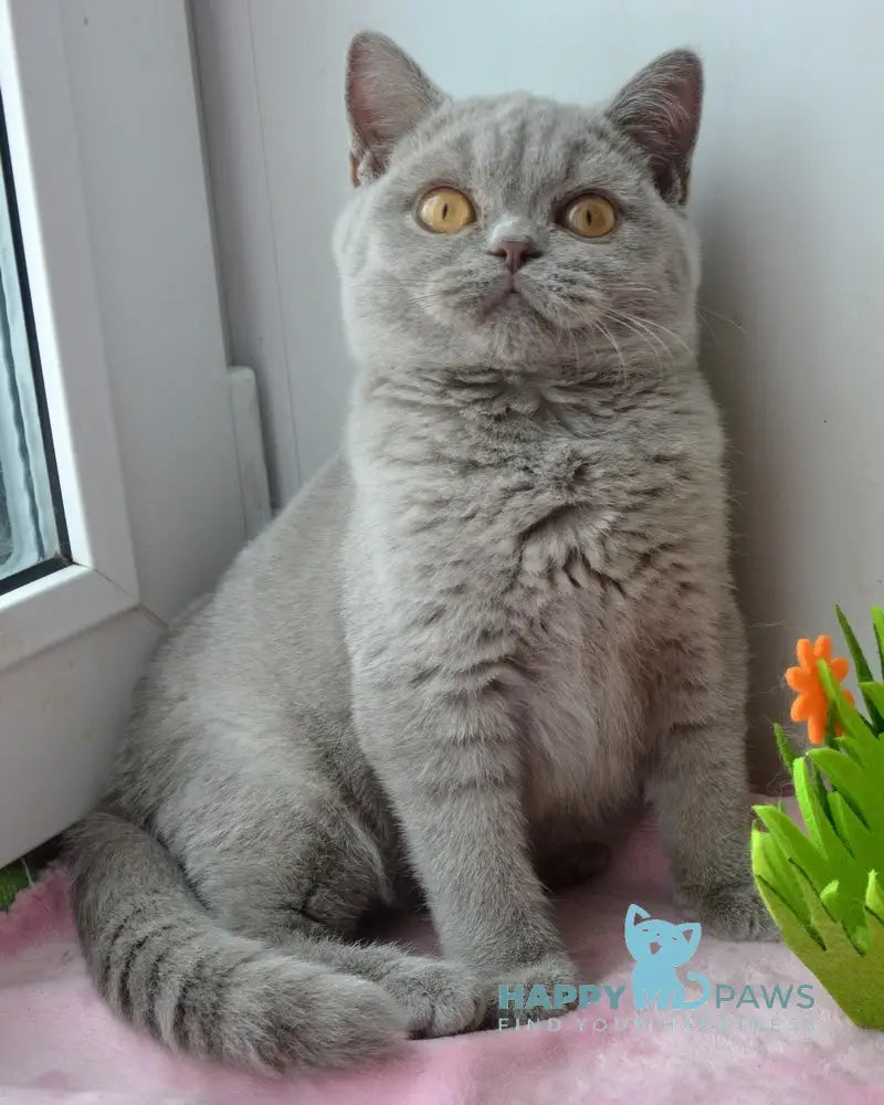 Taras British Shorthair male lilac live animals