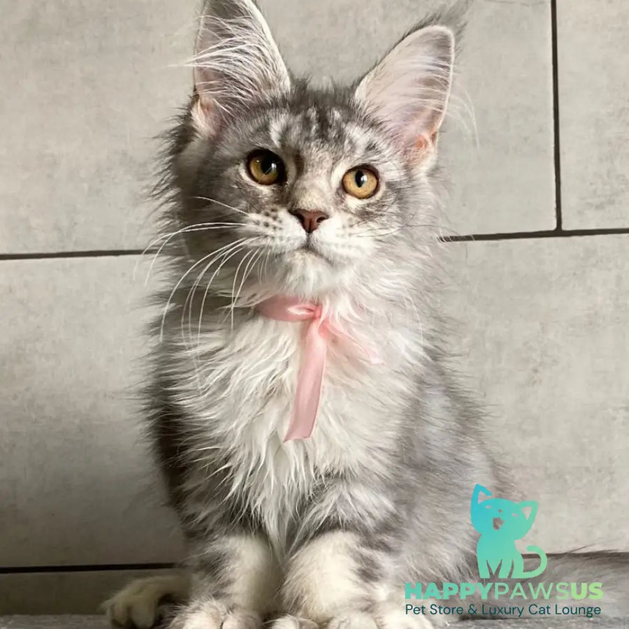 Tartu Maine Coon polydactyl 6x6x6x6 female black silver tabby - live animals