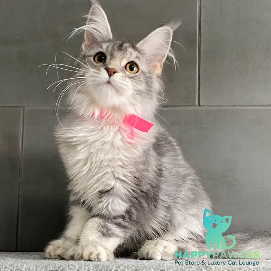 Tartu Maine Coon polydactyl 6x6x6x6 female black silver tabby - live animals