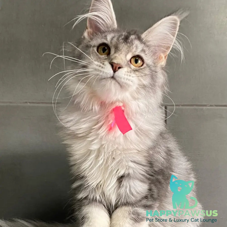 Tartu Maine Coon polydactyl 6x6x6x6 female black silver tabby - live animals