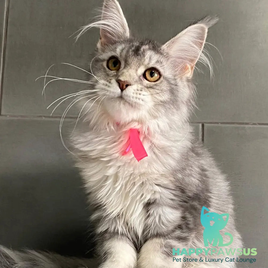 Tartu Maine Coon polydactyl 6x6x6x6 female black silver tabby - live animals