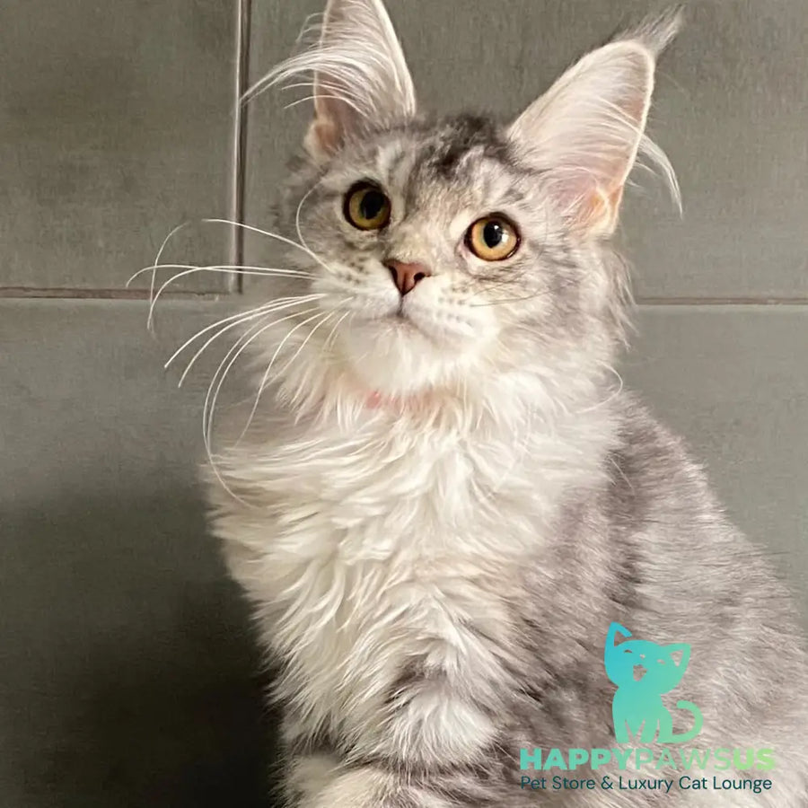Tartu Maine Coon polydactyl 6x6x6x6 female black silver tabby - live animals