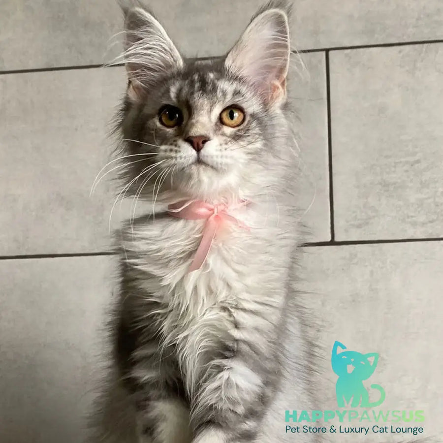 Tartu Maine Coon polydactyl 6x6x6x6 female black silver tabby - live animals