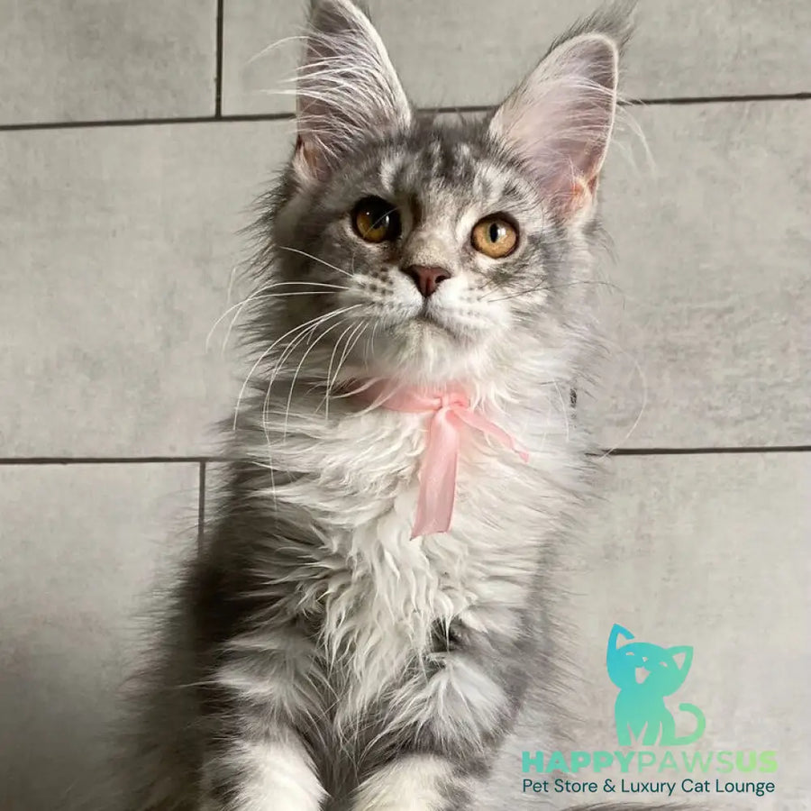 Tartu Maine Coon polydactyl 6x6x6x6 female black silver tabby - live animals