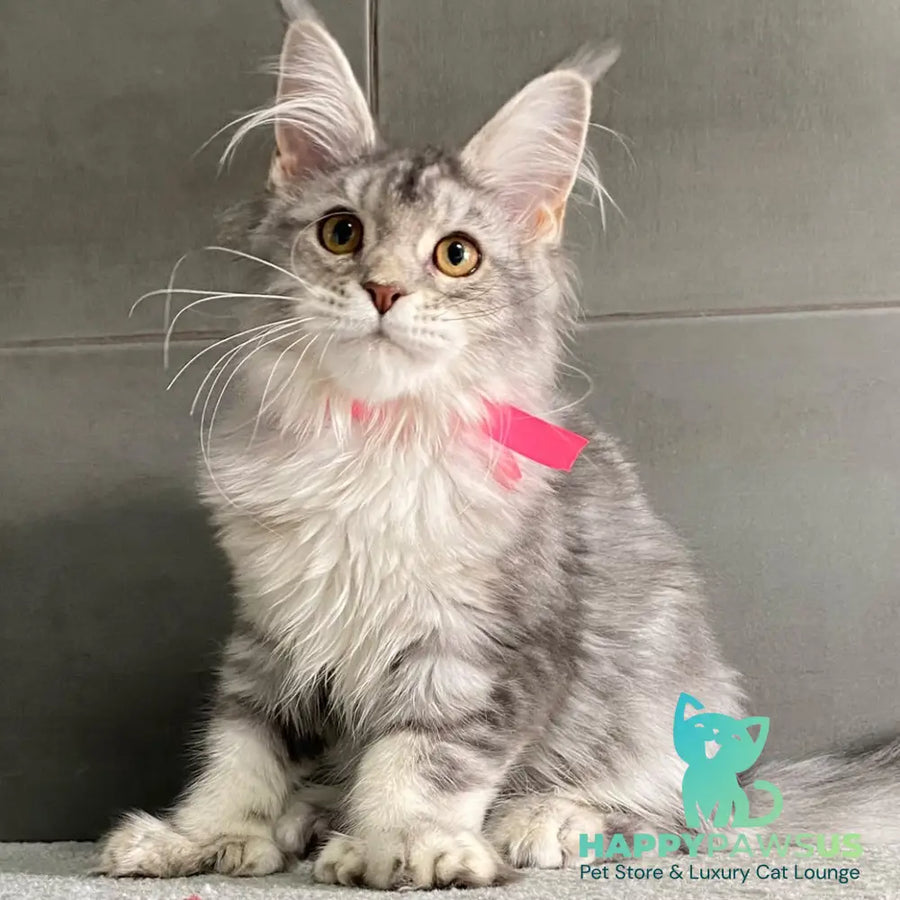 Tartu Maine Coon polydactyl 6x6x6x6 female black silver tabby - live animals