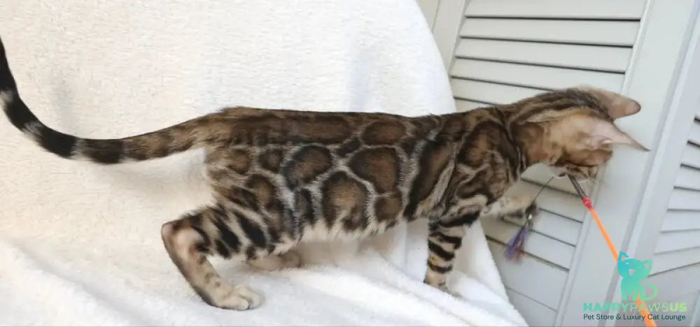 Тash Bengal male black spotted tabby - live animals