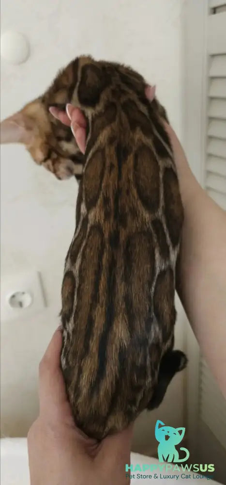 Тash Bengal male black spotted tabby - live animals