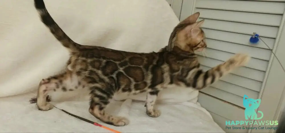 Тash Bengal male black spotted tabby - live animals