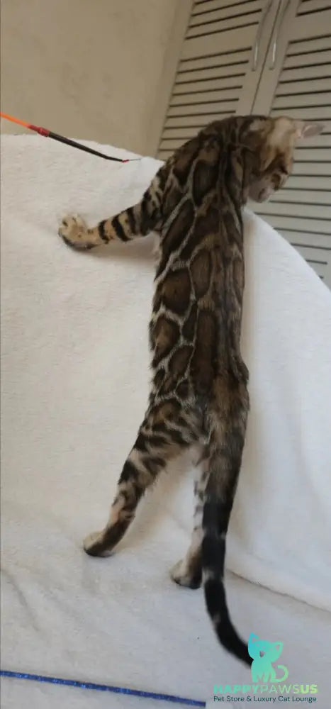 Тash Bengal male black spotted tabby - live animals
