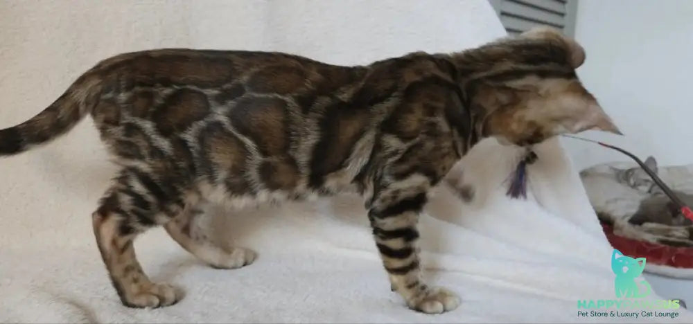 Тash Bengal male black spotted tabby - live animals