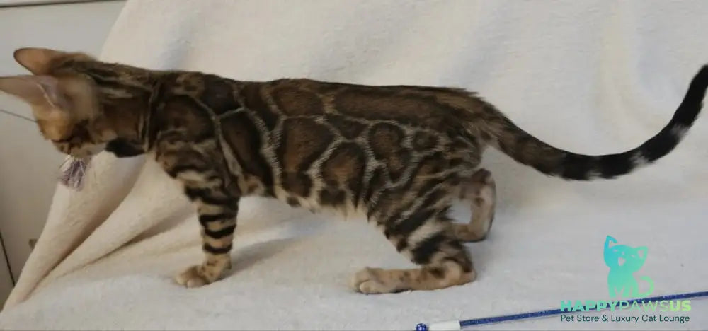 Тash Bengal male black spotted tabby - live animals