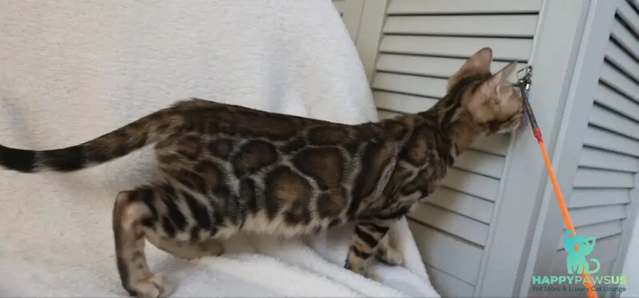 Тash Bengal male black spotted tabby - live animals