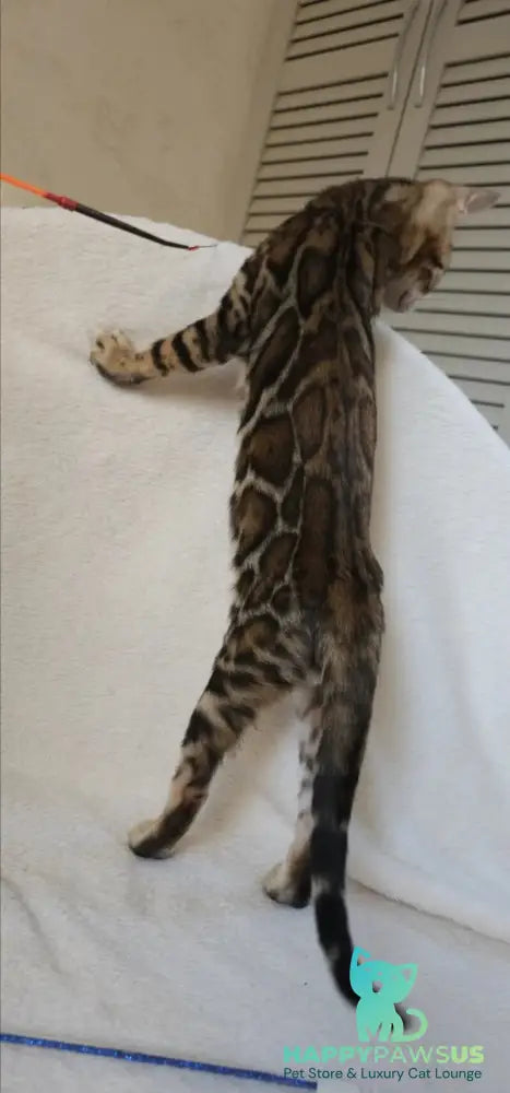 Тash Bengal male black spotted tabby - live animals