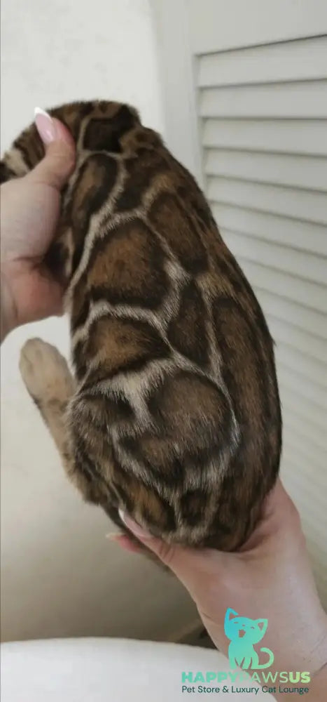 Тash Bengal male black spotted tabby - live animals
