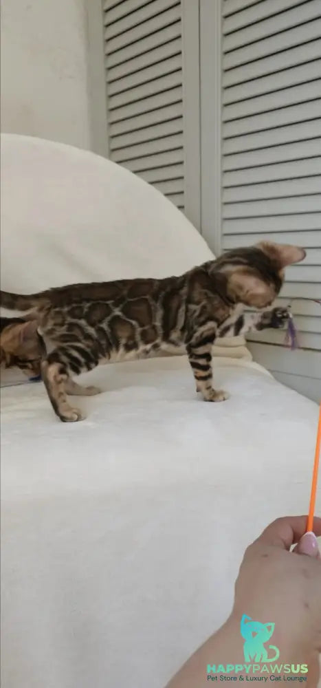 Тash Bengal male black spotted tabby - live animals