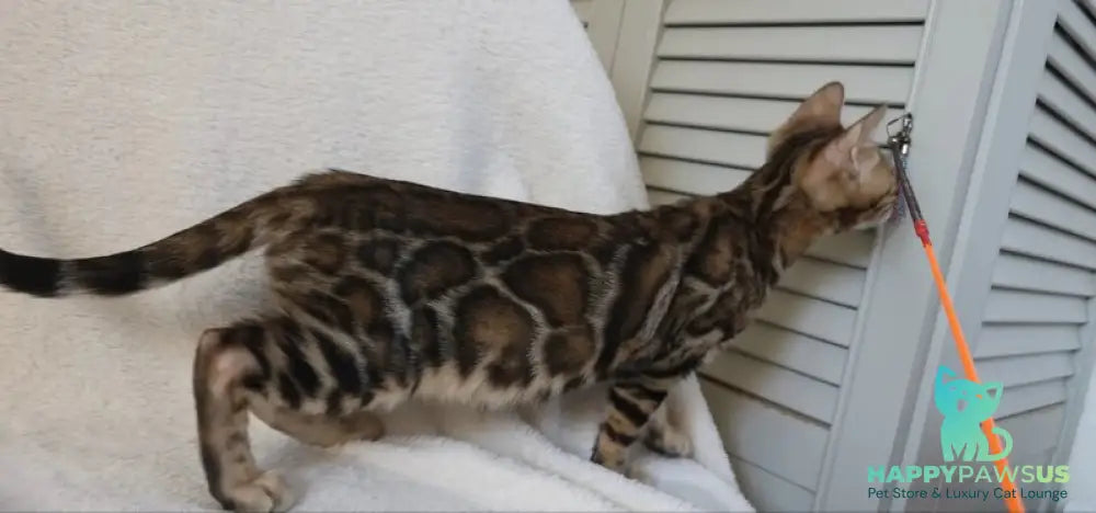 Тash Bengal male black spotted tabby - live animals
