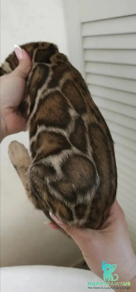 Тash Bengal male black spotted tabby - live animals