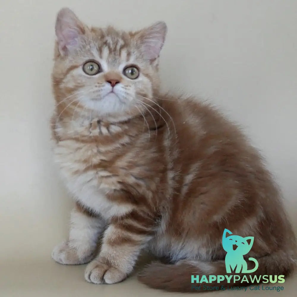 Tasha Scottish Straight male cinnamon tabby - live animals