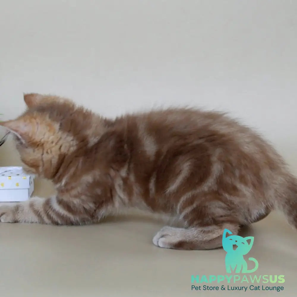 Tasha Scottish Straight male cinnamon tabby - live animals