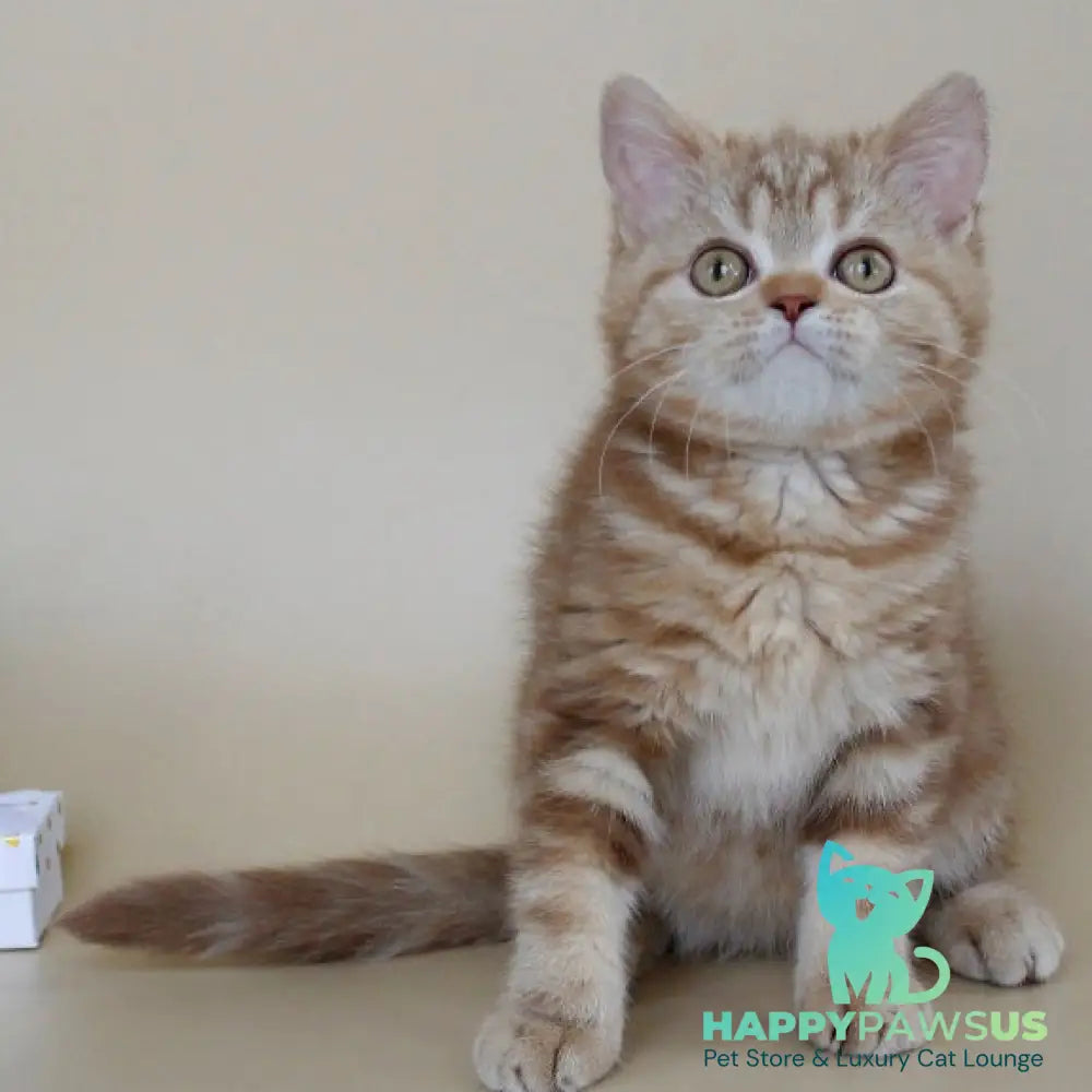 Tasha Scottish Straight male cinnamon tabby - live animals