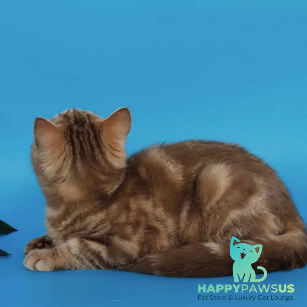 Tasha Scottish Straight male cinnamon tabby - live animals